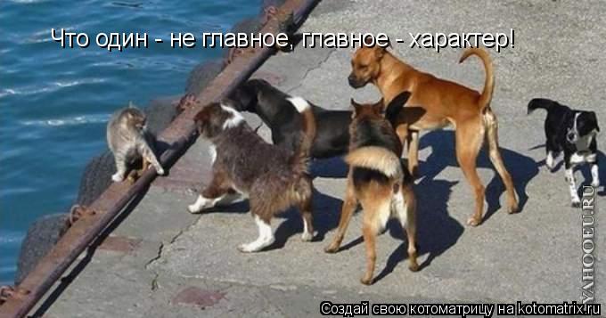 Котоматрица: Что один - не главное, главное - характер!