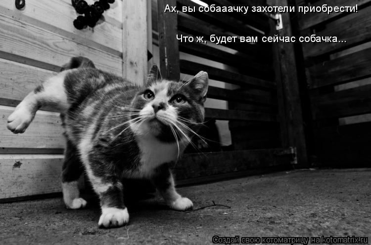 Котоматрица: Ах, вы собааачку захотели приобрести! Что ж, будет вам сейчас собачка...