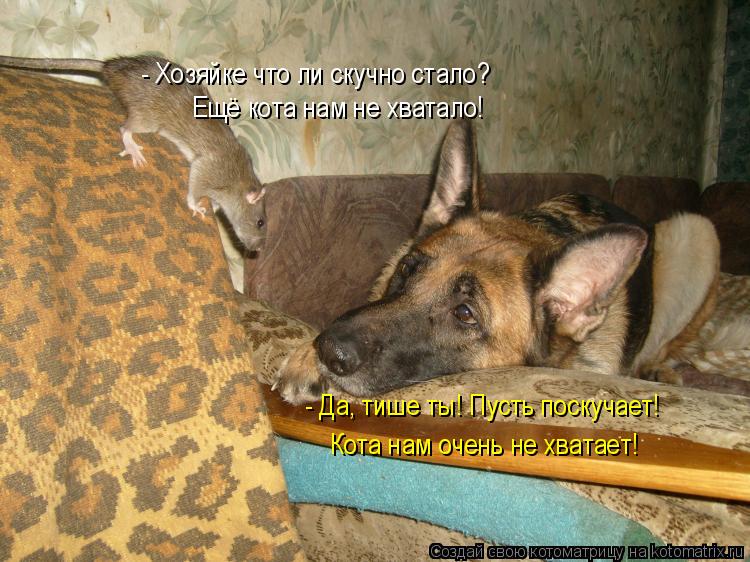 - Хозяйке что ли скучно стало? Ещё кота нам не хватало! - Да, тише ты! Пусть поскучает! Кота нам очен... Котоматрица: - Хозяйке что ли скучно стало? Ещё кота нам не хватало! - Да, тише ты! Пусть поскучает! Кота нам очень не хватает!