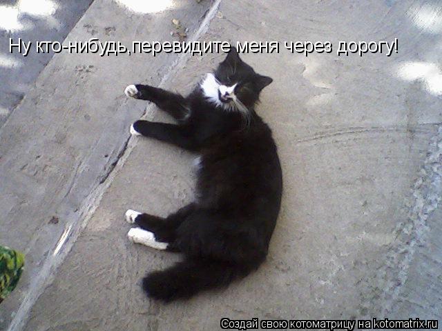 Котоматрица: Ну кто-нибудь,перевидите меня через дорогу!