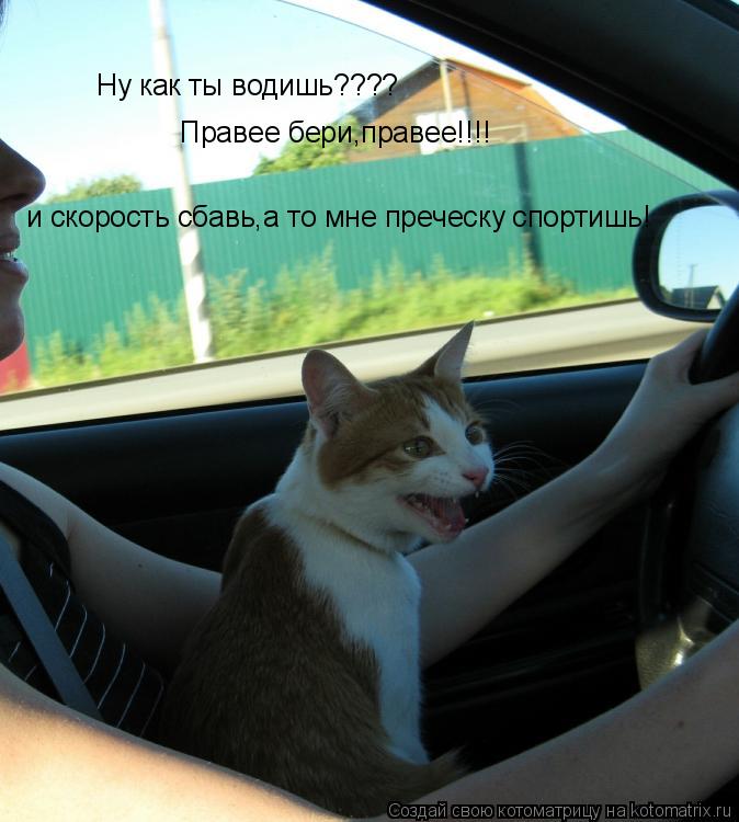 Котоматрица: Ну как ты водишь???? Правее бери,правее!!!! и скорость сбавь,а то мне преческу спортишь!