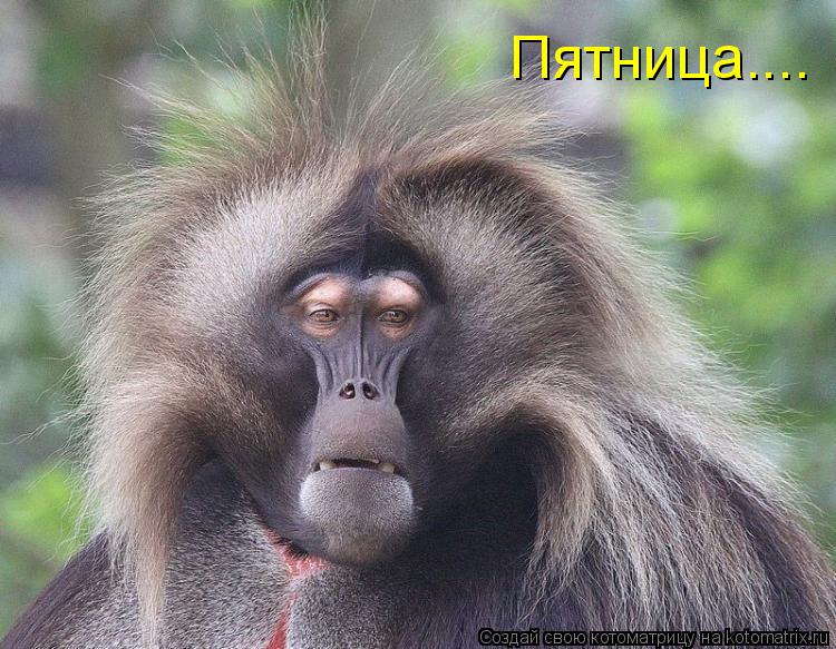 Котоматрица: Пятница....