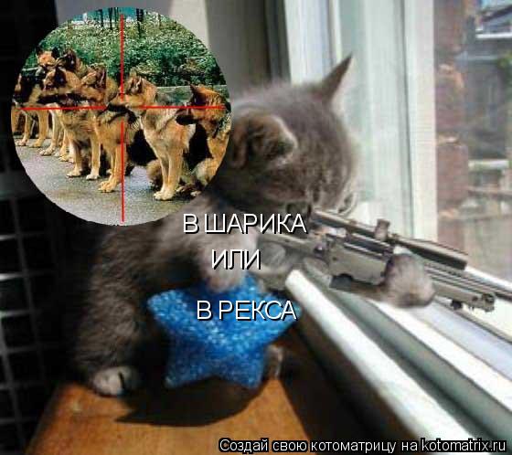 Котоматрица: В ШАРИКА ИЛИ В РЕКСА