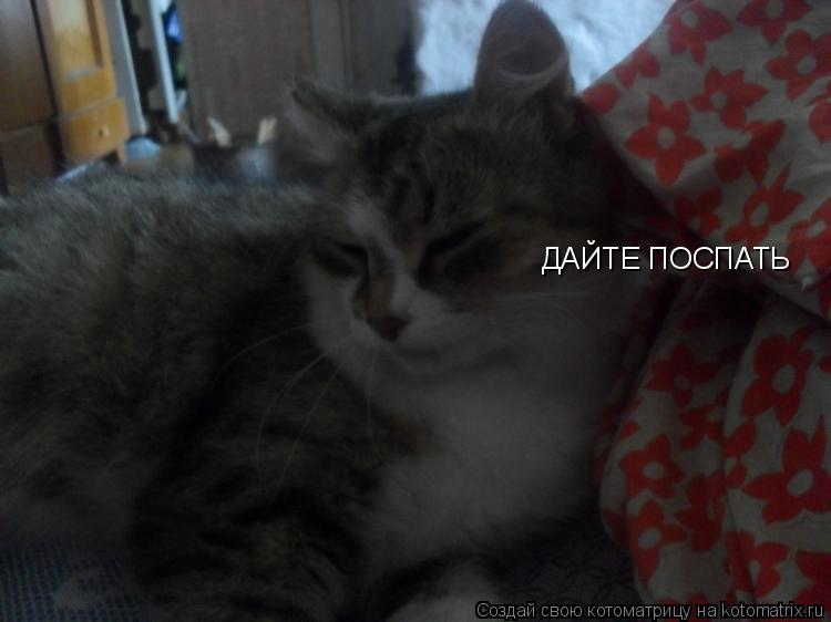 Котоматрица: ДАЙТЕ ПОСПАТЬ