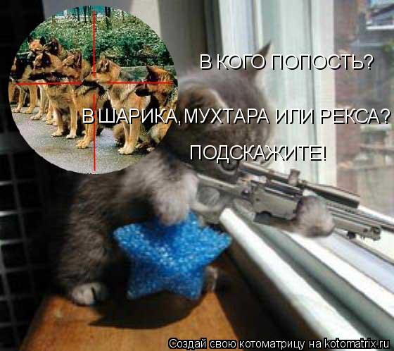 Котоматрица: В КОГО ПОПОСТЬ? В ШАРИКА,МУХТАРА ИЛИ РЕКСА? ПОДСКАЖИТЕ!