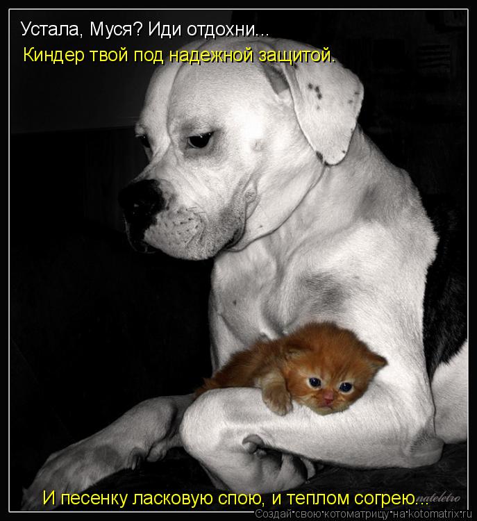 Котоматрица: Устала, Муся? Иди отдохни... Киндер твой под надежной защитой. И песенку ласковую спою, и теплом согрею...