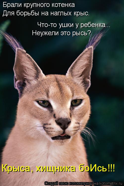 Котоматрица: Брали крупного котенка  Для борьбы на наглых крыс.  Что-то ушки у ребенка... Неужели это рысь? Крыса, хищника боИсь!!!