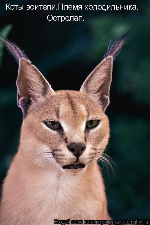 Котоматрица: Коты воители.Племя холодильника. Остролап.