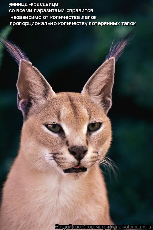 Котоматрица: умница -красавица со всеми паразитами справится независимо от количества лапок пропорционально количеству потерянных тапок