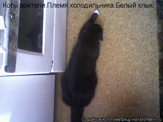 Котоматрица: Коты воители.Племя холодильника.Белый клык.