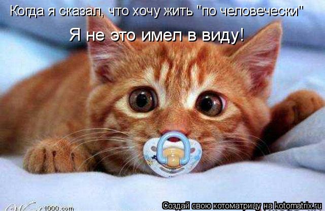 Котоматрица: Когда я сказал, что хочу жить "по человечески" Я не это имел в виду!