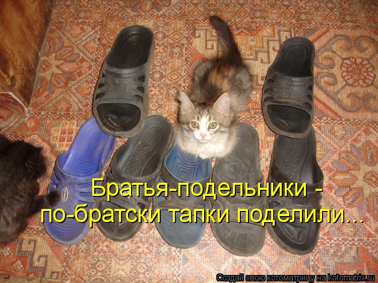 Котоматрица: Братья-подельники - по-братски тапки поделили...