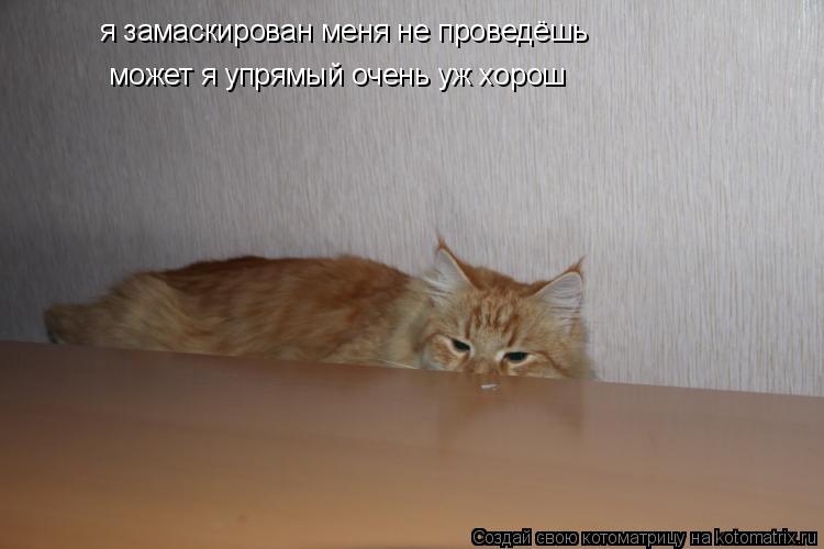 Котоматрица: я замаскирован меня не проведёшь    я замаскирован меня не проведёшь  может я упрямый очень уж хорош