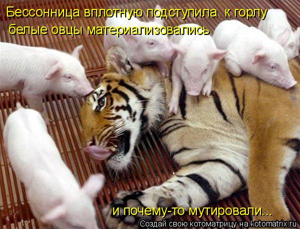 Котоматрица: Бессонница вплотную подступила  к горлу  белые овцы материализовались  и почему-то мутировали...