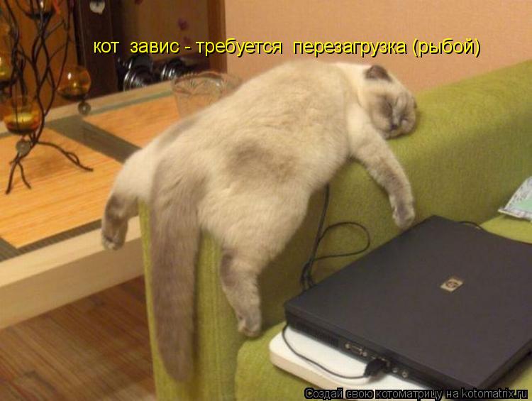 Котоматрица: кот  завис - требуется  перезагрузка (рыбой)