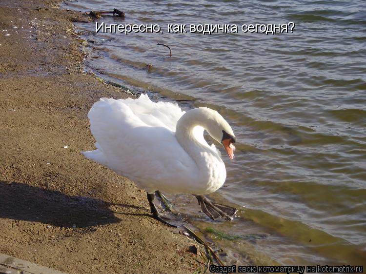 Котоматрица: Интересно, как водичка сегодня?