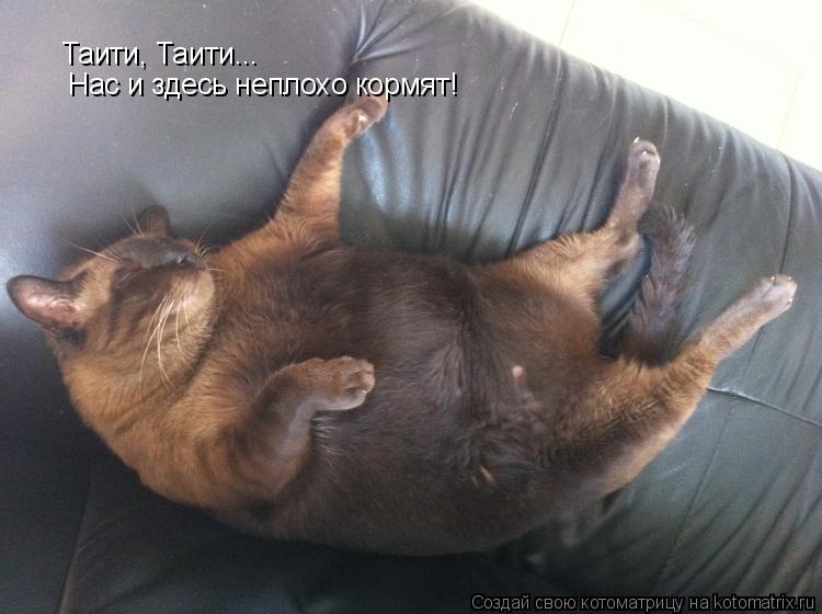 Котоматрица: Таити, Таити... Нас и здесь неплохо кормят!