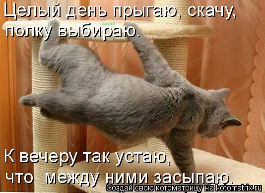 Целый день прыгаю, скачу, полку выбираю. К вечеру так устаю, что между ними засыпаю.... Котоматрица: Целый день прыгаю, скачу, полку выбираю. К вечеру так устаю, что между ними засыпаю.