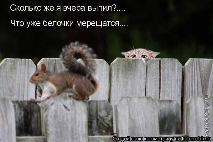 Котоматрица: Сколько же я вчера выпил?.... Что уже белочки мерещатся....