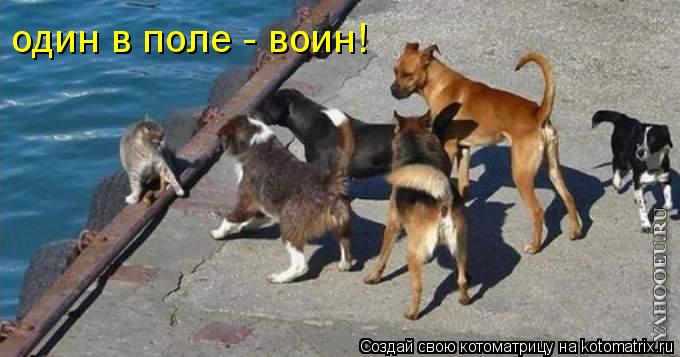 Котоматрица: один в поле - воин!