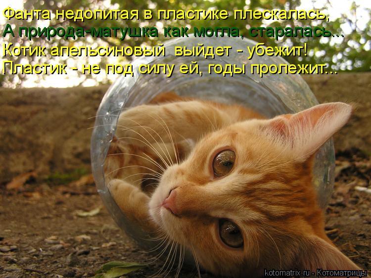 Котоматрица: Пластик - не под силу ей, годы пролежит... Котик апельсиновый  выйдет - убежит! А природа-матушка как могла, старалась... Фанта недопитая в плас