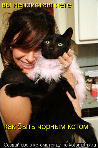 Котоматрица: вы неприставляете  как быть чорным котом