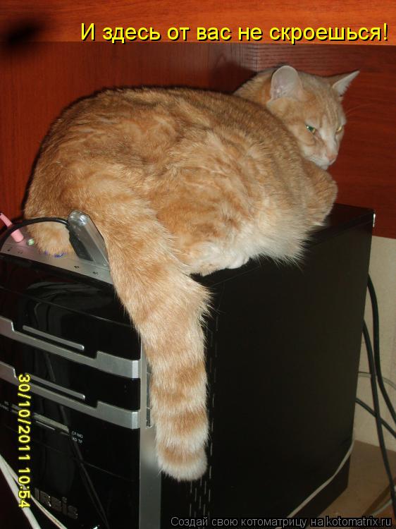 Котоматрица: И здесь от вас не скроешься!