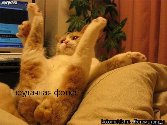Котоматрица: неудачная фотка