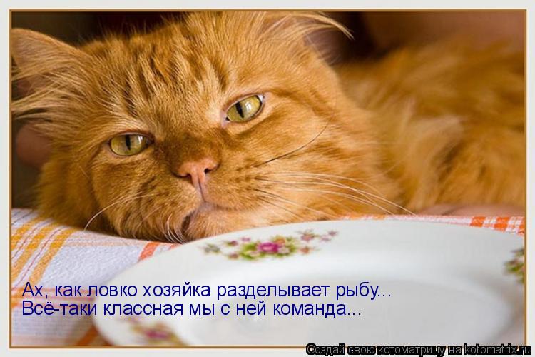 Котоматрица: Ах, как ловко хозяйка разделывает рыбу... Всё-таки классная мы с ней команда...