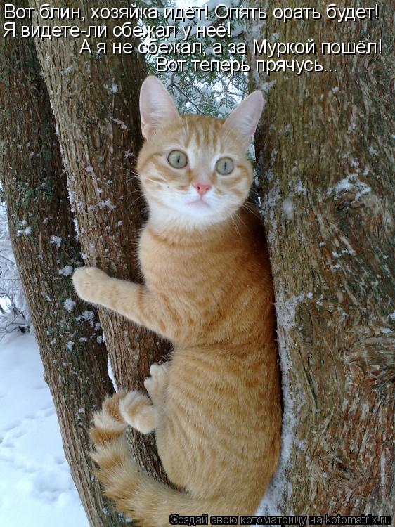 Котоматрица: Вот блин, хозяйка идёт! Опять орать будет!  Я видете-ли сбежал у неё! А я не сбежал, а за Муркой пошёл! Вот теперь прячусь...
