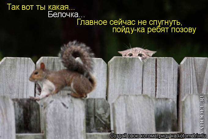 Котоматрица: Так вот ты какая... Белочка... Главное сейчас не спугнуть, пойду-ка ребят позову