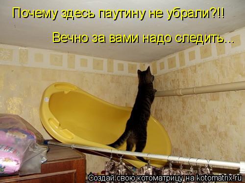 Котоматрица: Почему здесь паутину не убрали?!! Вечно за вами надо следить...