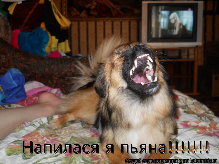 Котоматрица: Напилася я пьяна!!!!!!! Напилася я пьяна!!!!!!!