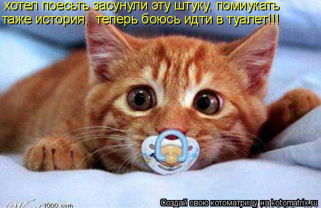 Котоматрица: хотел поесьть засунули эту штуку, помиукать таже история,  теперь боюсь идти в туалет!!!