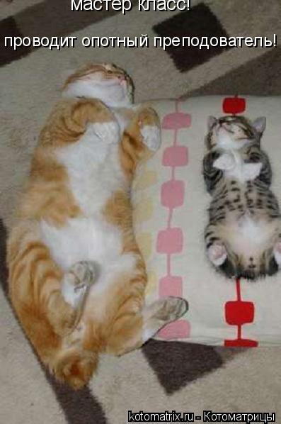 Котоматрица: мастер класс!  проводит опотный преподователь!