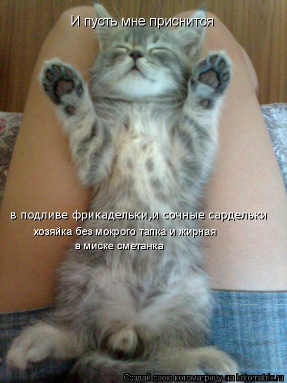 Котоматрица: И пусть мне приснится в подливе фрикадельки,и сочные сардельки хозяйка без мокрого тапка и жирная  в миске сметанка