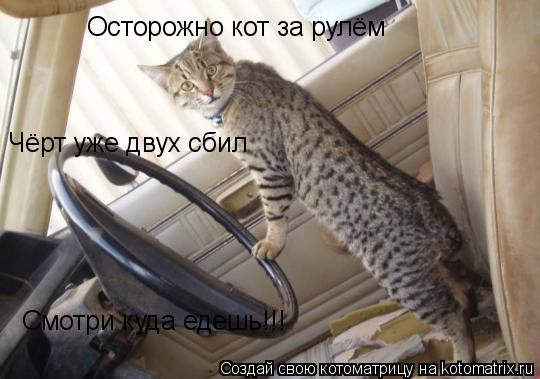 Котоматрица: Осторожно кот за рулём Чёрт уже двух сбил Смотри куда едешь!!!