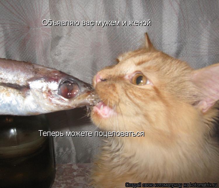 Котоматрица: Объявляю вас мужем и женой Теперь можете поцеловаться
