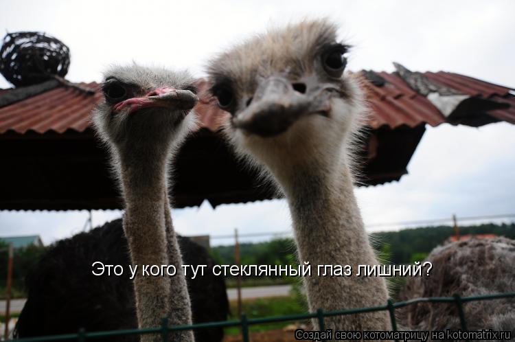 Котоматрица: Это у кого тут стеклянный глаз лишний?