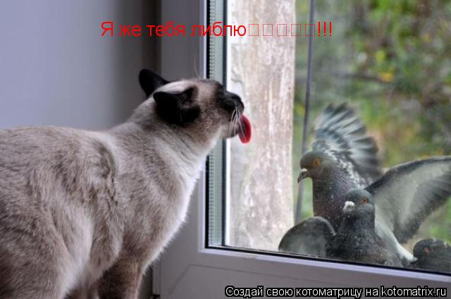Котоматрица: Я же тебя либлю❤☜♡☞❥!!!