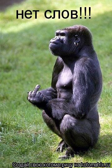 Котоматрица: нет слов!!!