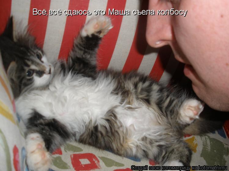 Котоматрица: Всё,всё сдаюсь это Маша съела колбосу