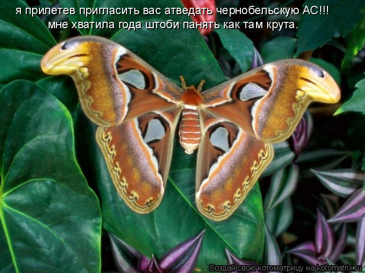 Котоматрица: я прилетев пригласить вас атведать чернобельскую АС!!! мне хватила года штоби панять как там крута.