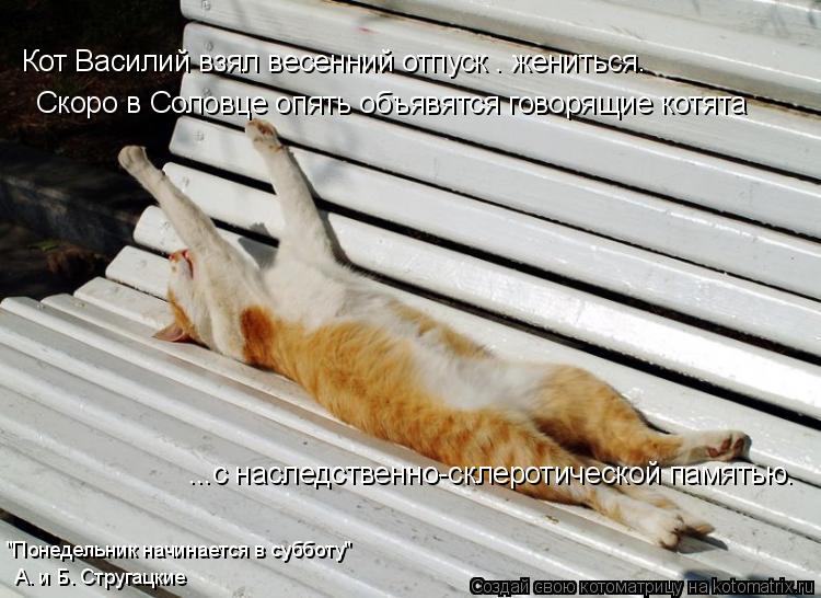 Котоматрица: Кот Василий взял весенний отпуск — жениться. Скоро в Соловце опять объявятся говорящие котята ...с наследственно-склеротической памятью. "П