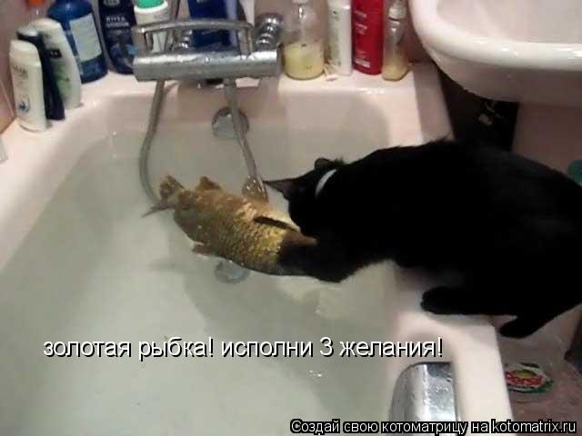 Котоматрица: золотая рыбка! исполни 3 желания!