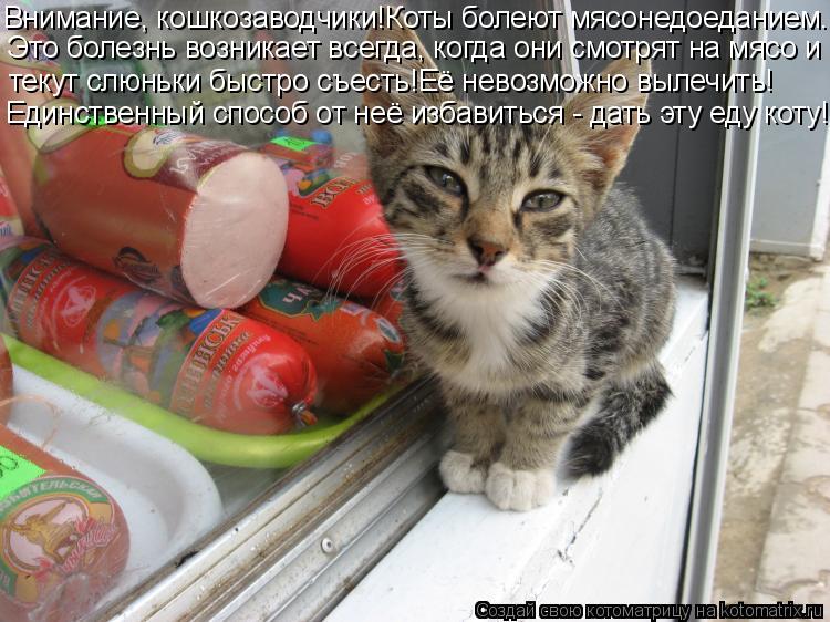 Котоматрица: Внимание, кошкозаводчики!Коты болеют мясонедоеданием. Это болезнь возникает всегда, когда они смотрят на мясо и текут слюньки быстро съест