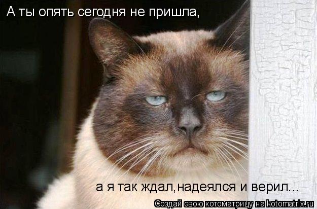 Котоматрица: А ты опять сегодня не пришла, а я так ждал,надеялся и верил...
