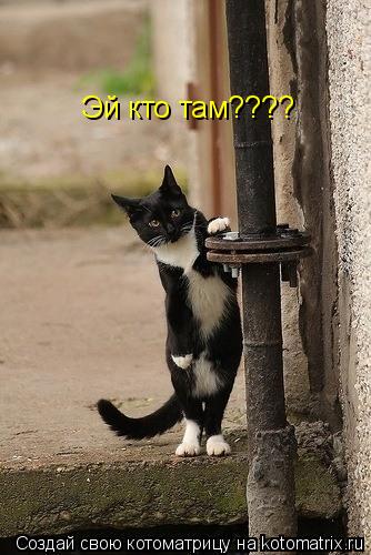 Котоматрица: Эй кто там????