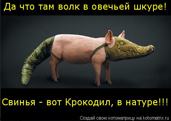 Котоматрица: Да что там волк в овечьей шкуре!  Да что там волк в овечьей шкуре!  Свинья - вот Крокодил, в натуре!!!
