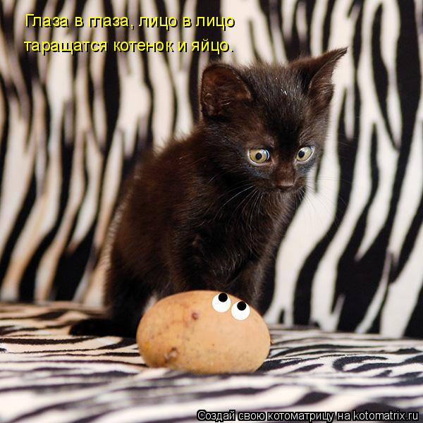 Котоматрица: Глаза в глаза, лицо в лицо таращатся котенок и яйцо.